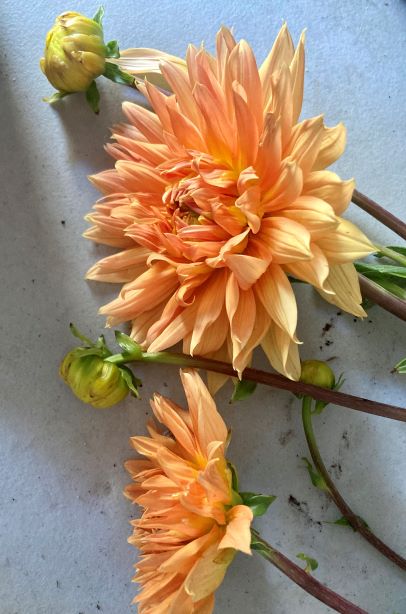 Midsummer Flower Farm photo